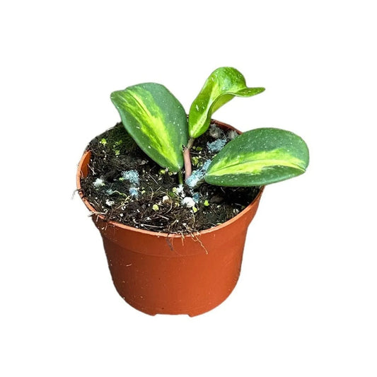 Hoya Obovata Variegata House Plant 10,5 cm Pot