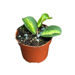 Hoya Obovata Variegata House Plant 10,5 cm Pot