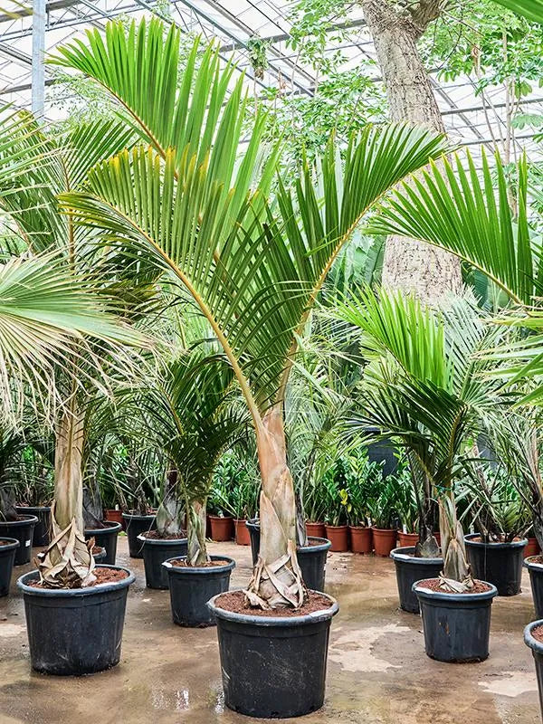 Hyophorbe Verschaffeltii 55cm Pot 240cm Height Outdoor Tree