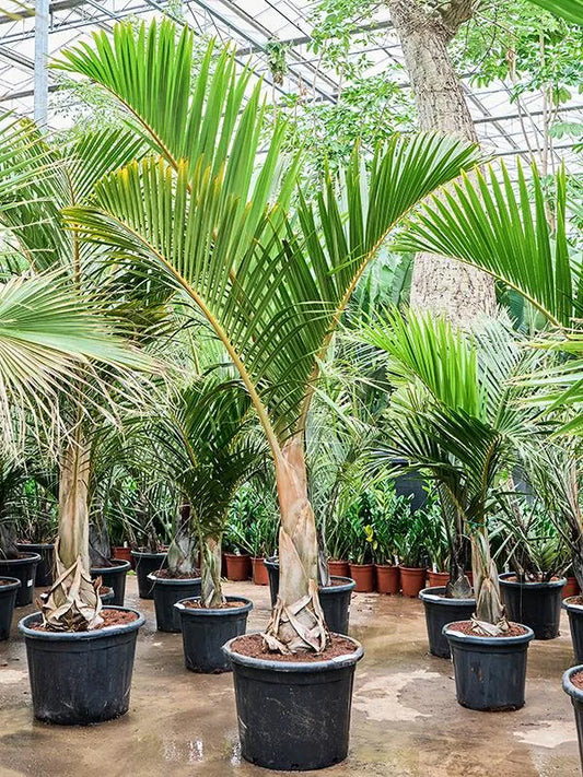 Hyophorbe Verschaffeltii 55cm Pot 240cm Height Outdoor Tree