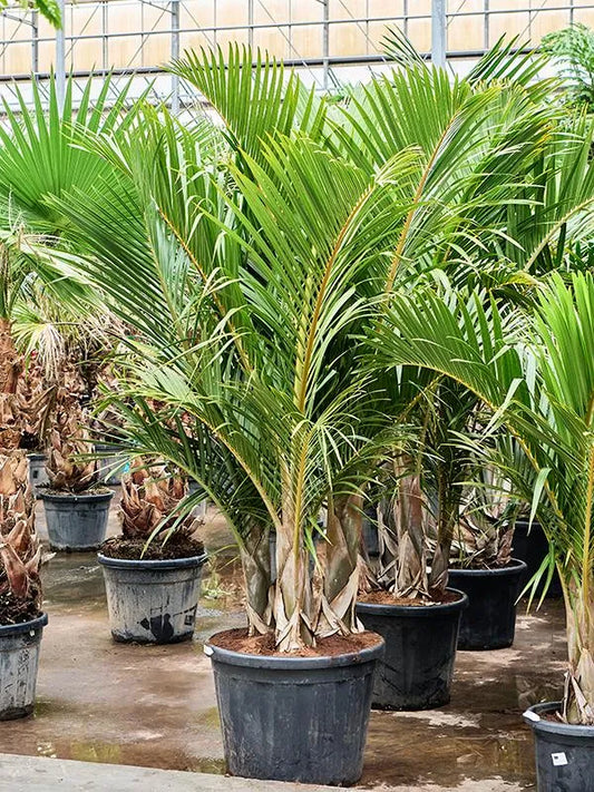 Hyophorbe Verschaffeltii 60cm Pot 270cm Height Outdoor Tree