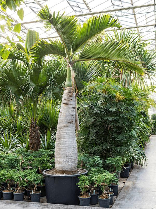 500 - 550cm Hyophorbe lagenicaulis XXL 120cm Pot House Plant