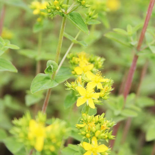 Hypericum Tetrapterum Aquatic Pond Plant - Square Stalked St John's Wort