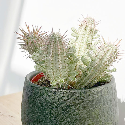 Euphorbia Variegated Acrurensis Cactus House Plant in 13cm Pot