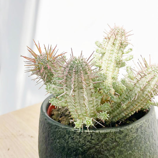 Euphorbia Variegated Acrurensis Cactus House Plant in 13cm Pot