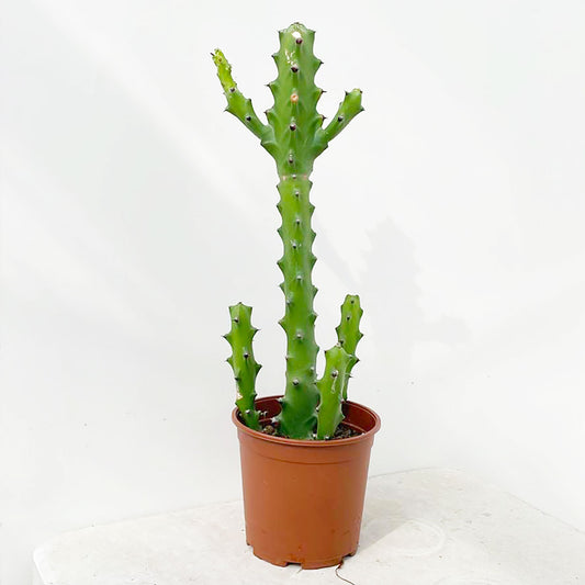 55 - 65cm Euphorbia Ingens Cactus House Plant 21cm Pot