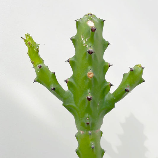 55 - 65cm Euphorbia Ingens Cactus House Plant 21cm Pot
