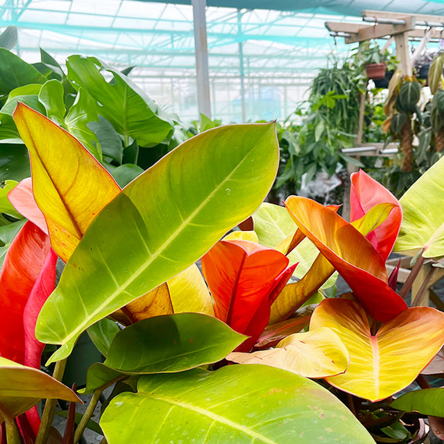 About Plants for all Seasons – Plants For All Seasons