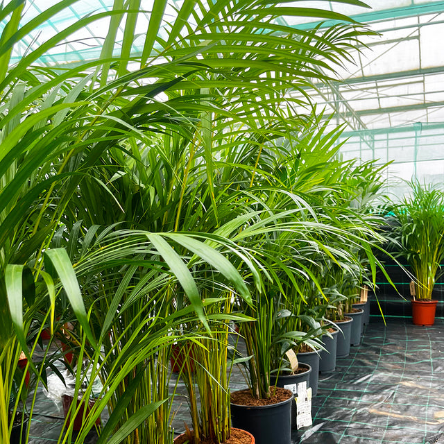 About Plants for all Seasons – Plants For All Seasons