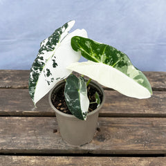 (Half Moon) Variegated Alocasia Frydek Elephant Ear Albo Variegata 7cm Pot