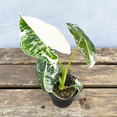 (Half Moon) Variegated Alocasia Frydek Elephant Ear Albo Variegata 7cm Pot
