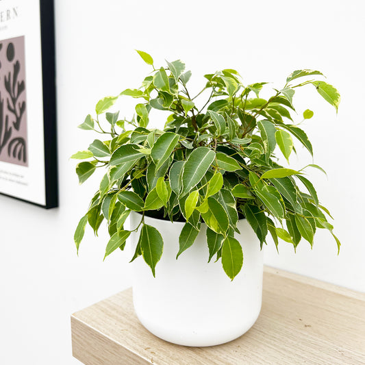 Variegated Ficus Benjamina 12cm Pot House Plant