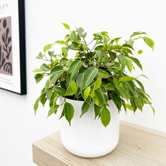 Variegated Ficus Benjamina 12cm Pot House Plant