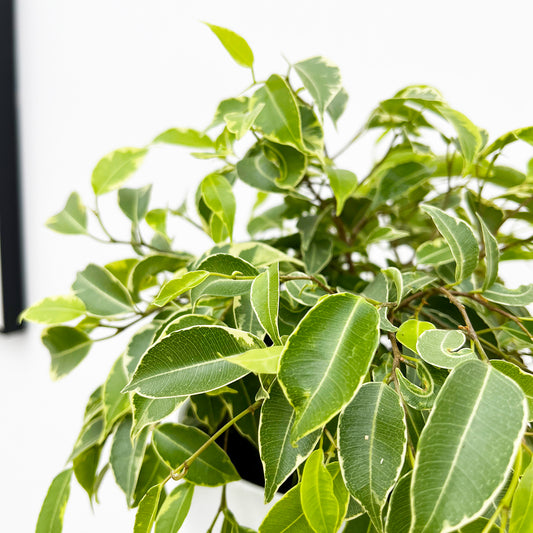 Variegated Ficus Benjamina 12cm Pot House Plant
