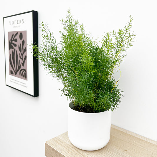 15 - 20cm Asparagus Densiflorus Sprengeri Fern 12cm Pot House Plant