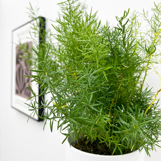 15 - 20cm Asparagus Densiflorus Sprengeri Fern 12cm Pot House Plant