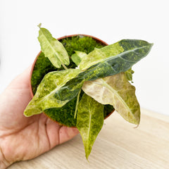 15cm Yellow Alocasia Polly Variegata House Plant 10,5 cm Pot