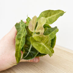 15cm Yellow Alocasia Polly Variegata House Plant 10,5 cm Pot