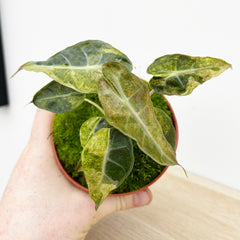 15cm Yellow Alocasia Polly Variegata House Plant 10,5 cm Pot