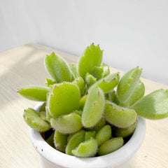 Cotyledon Ladismithiensis Bear's Paw Succulent House Plant 6cm Pot