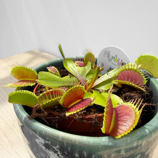 10 - 15cm Venus Fly Trap Dionaea Muscipula 9cm Pot