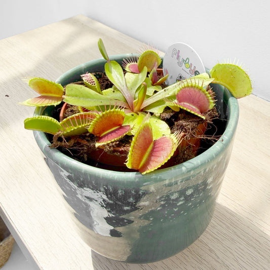 10 - 15cm Venus Fly Trap Dionaea Muscipula 9cm Pot