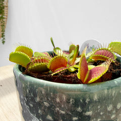 10 - 15cm Venus Fly Trap Dionaea Muscipula 9cm Pot