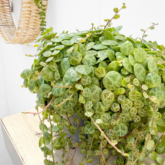 15 - 20cm Peperomia Prostrata Radiator House Plant 11cm Pot