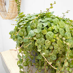 15 - 20cm Peperomia Prostrata Radiator House Plant 11cm Pot