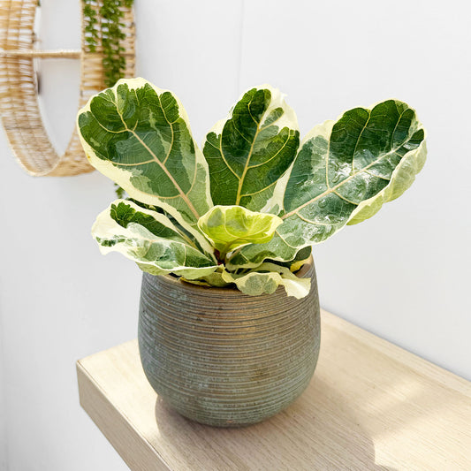 Variegated Ficus Lyrata House Plant 12cm Pot