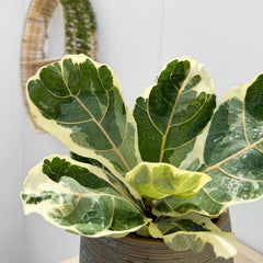 Variegated Ficus Lyrata House Plant 12cm Pot