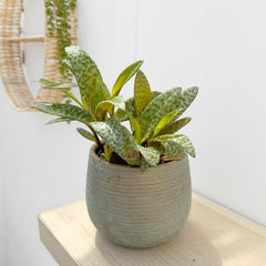 20 - 25cm Ledebouria Socialis Silver Squill House Plant 12cm Pot