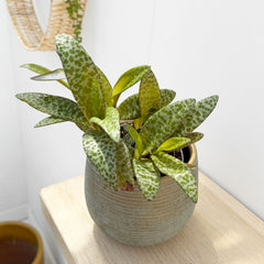 20 - 25cm Ledebouria Socialis Silver Squill House Plant 12cm Pot