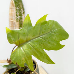 20 - 25cm Philodendron Mayoi House Plant 12cm Pot