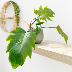 20 - 25cm Philodendron Mayoi House Plant 12cm Pot