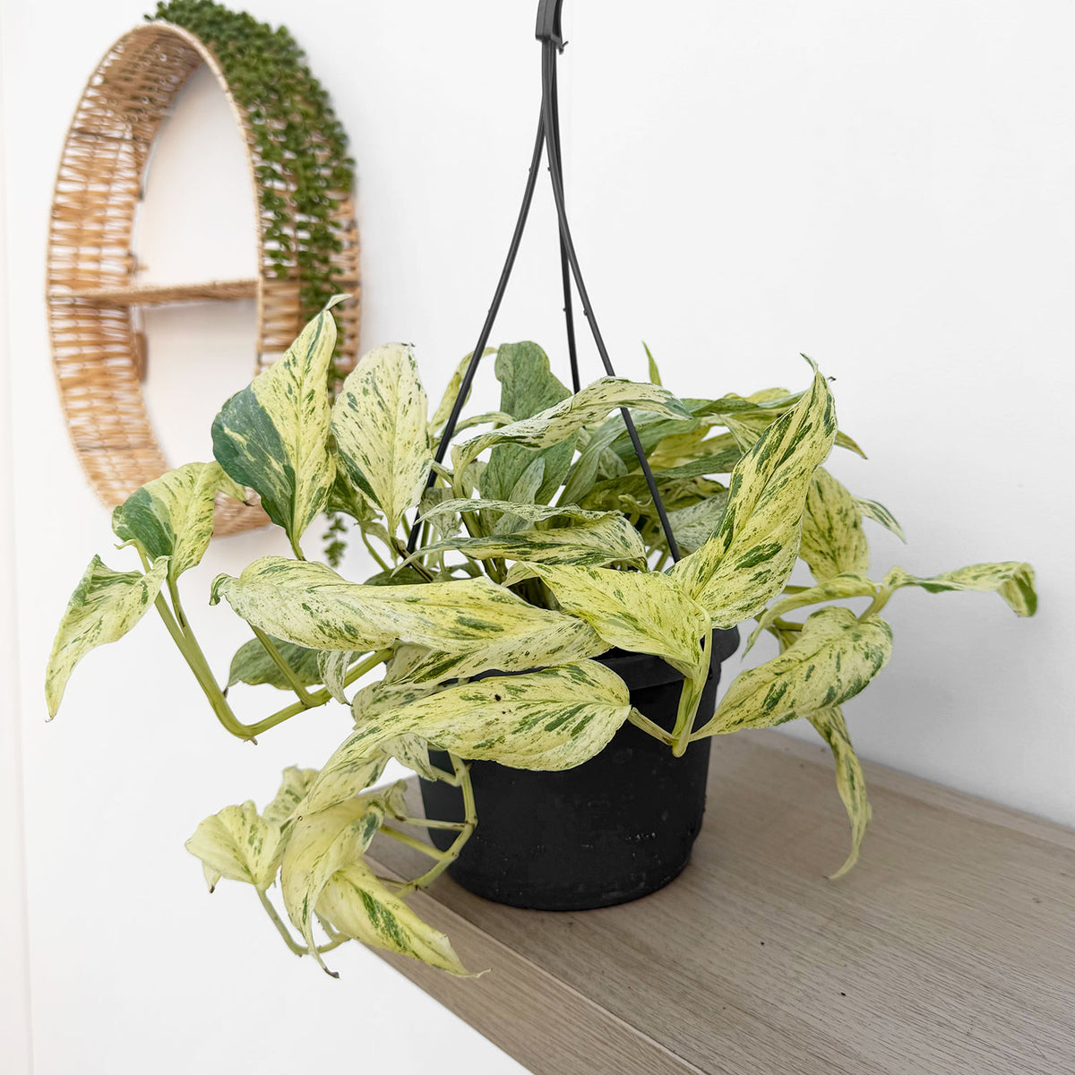 35 - 45cm Variegated Epipremnum Unknown House Plant 17cm Hanging Pot