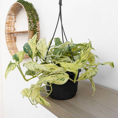 35 - 45cm Variegated Epipremnum Unknown House Plant 17cm Hanging Pot