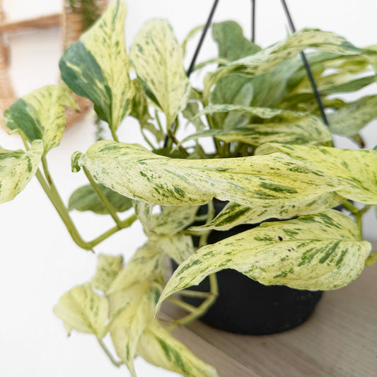 35 - 45cm Variegated Epipremnum Unknown House Plant 17cm Hanging Pot