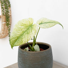 Monstera White Monster 10.5cm Pot House Plant