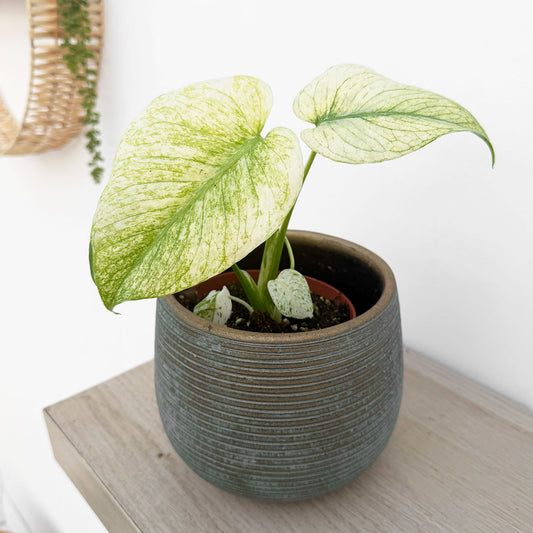 Monstera White Monster 10.5cm Pot House Plant