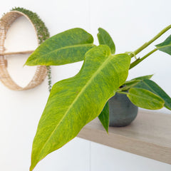 20 - 25cm Philodendron Calkins Gold House Plant 12cm Pot