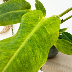 20 - 25cm Philodendron Calkins Gold House Plant 12cm Pot