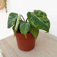 Philodendron Gloriosum Snow Leopard 10.5cm Pot House Plant