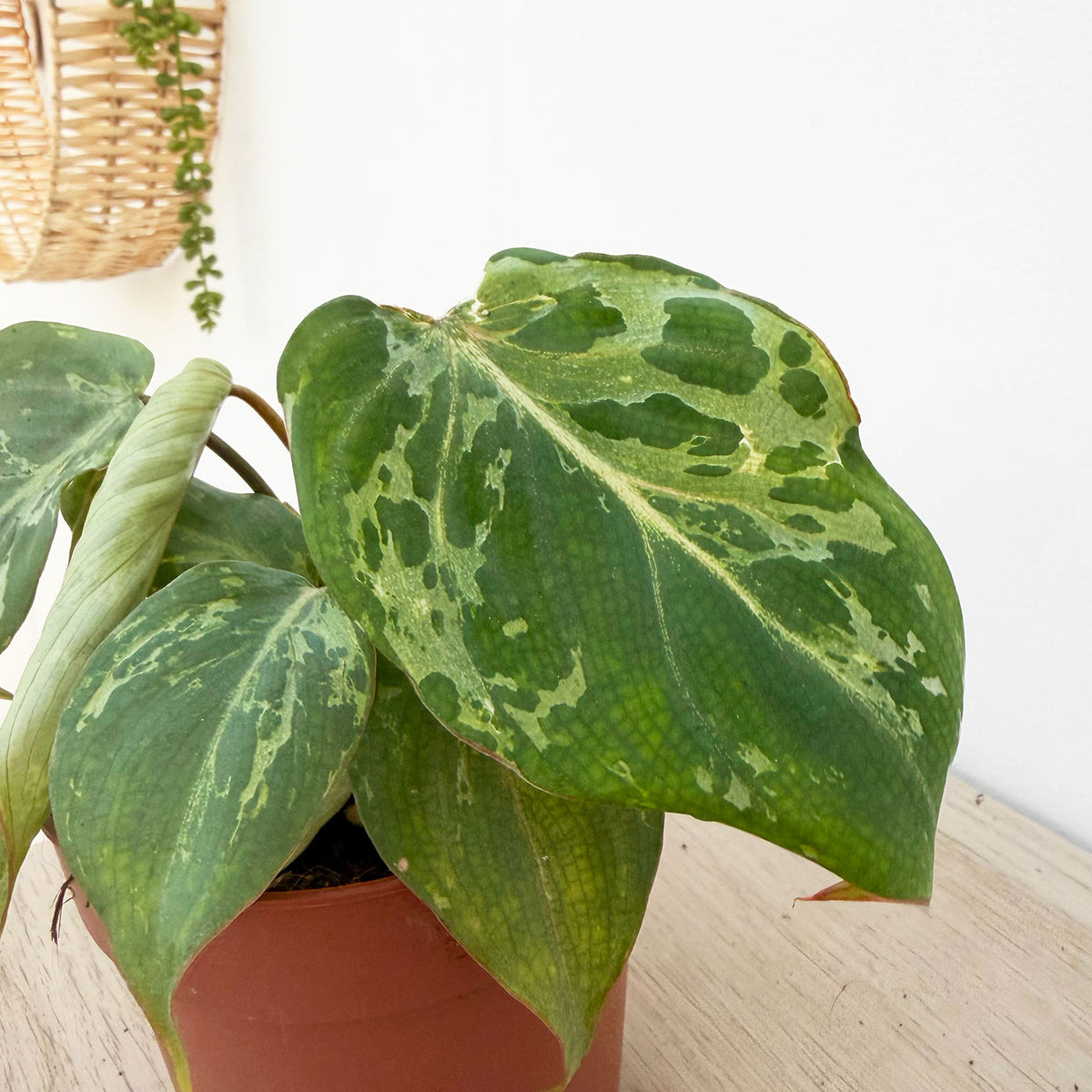 Philodendron Gloriosum Snow Leopard 10.5cm Pot House Plant