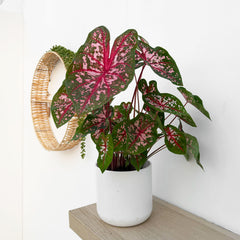 30 - 40cm Caladium Red Elephant Ear 12cm Pot House Plant