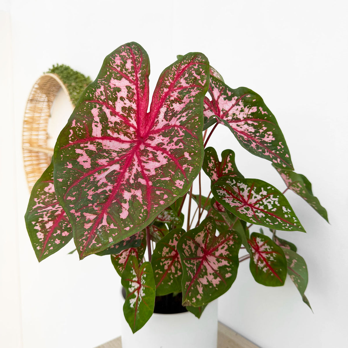 30 - 40cm Caladium Red Elephant Ear 12cm Pot House Plant
