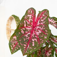 30 - 40cm Caladium Red Elephant Ear 12cm Pot House Plant