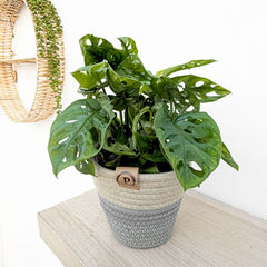 20 - 25cm Monstera Adansonii Monkey Mask - Including Pot