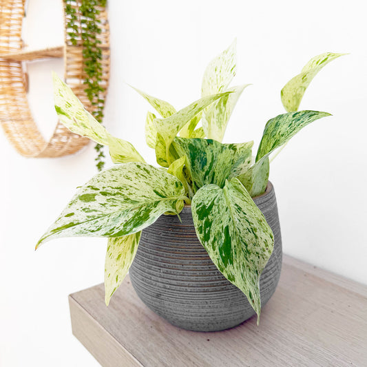 10 - 20cm Epipremnum Snow Leopard Pothos 12cm Pot House Plant