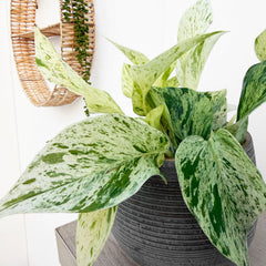 10 - 20cm Epipremnum Snow Leopard Pothos 12cm Pot House Plant